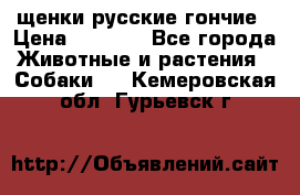 щенки русские гончие › Цена ­ 4 000 - Все города Животные и растения » Собаки   . Кемеровская обл.,Гурьевск г.